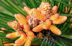 松花粉能減肥嗎？