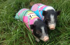 香豬壽命多長？