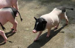 香豬養(yǎng)殖前景、成本和利潤(rùn)