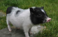 小香豬市場(chǎng)價(jià)多少錢一只，小香豬能長(zhǎng)多大？