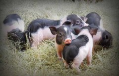 香豬是什么豬，香豬的主要品種有哪些