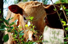 牛能活多少年，牛的常見種類有哪些？