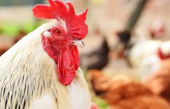 養(yǎng)1000只雞投資多少錢?