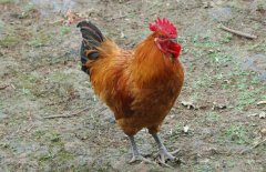 公雞為什么打鳴？