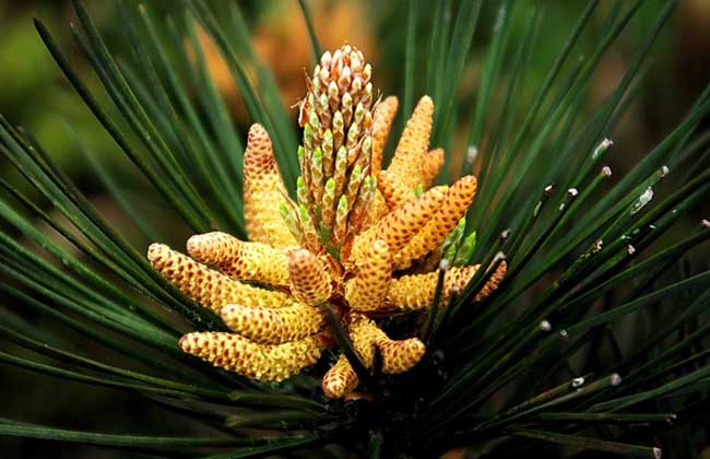 松花粉的功效與作用 生活常識(shí)