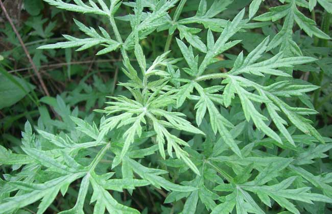 艾草孕婦可以吃嗎? 生活常識(shí)