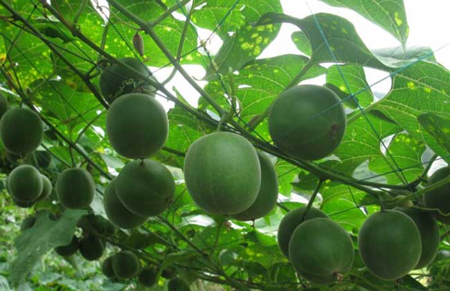 羅漢果和百香果的區(qū)別 百香果種植管理方法