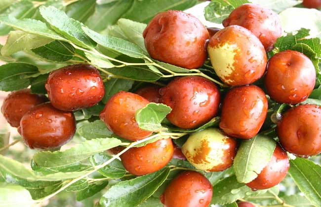 紅棗吃多了會怎么樣? 生活常識