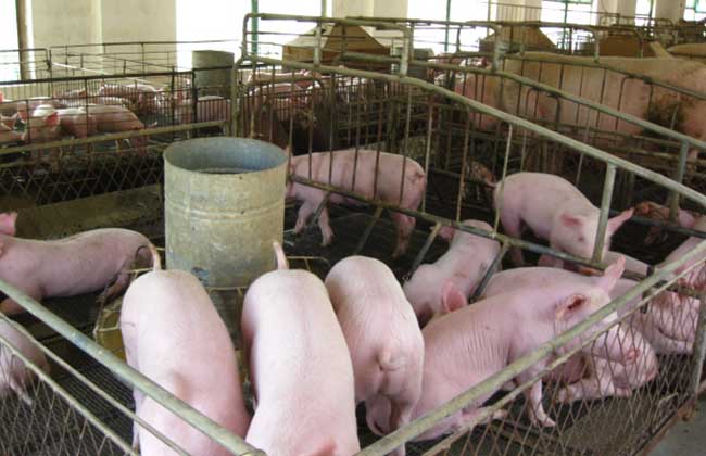 如何組建農(nóng)村養(yǎng)豬合作社 豬的功效與作用