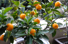 檸檬樹如何養(yǎng)殖，養(yǎng)殖中需注意哪些