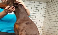 狗狗偶有小病怎么辦，狗病簡易治療技術(shù)簡介