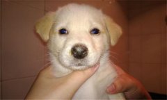 犬瘟熱的癥狀有哪些？犬瘟熱的防治與預(yù)防方法