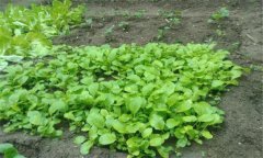 小白菜的苗期有多少天，小白菜長蟲子怎么辦？