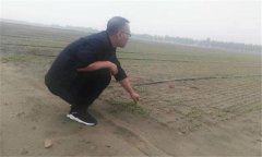 種植香菜的方法：香菜如何整地、播種與間苗定