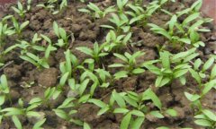 香菜一般在幾月播種，香菜重茬幾年才可以種植