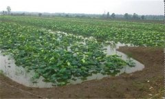 深水藕的種植方法簡(jiǎn)介，藕的栽培以及管理要點(diǎn)