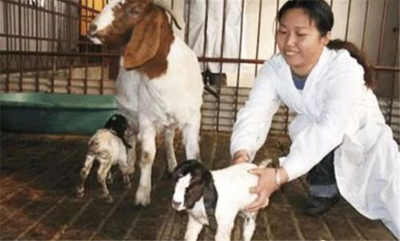 母羊流產有哪些癥狀