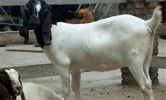 母羊流產治療與預防