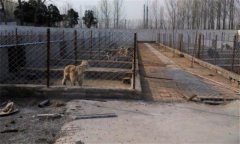 肉狗養(yǎng)殖對場地有什么要求,狗舍怎么建設(shè)