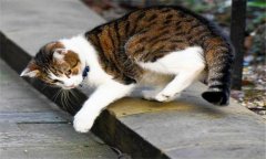 貓的生活習(xí)性，家貓有哪些特有習(xí)慣