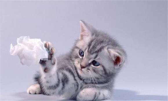 貓受清潔、講衛(wèi)生