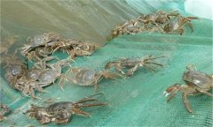 河蟹能活多久、吃什么，螃蟹脫離水可以活幾天