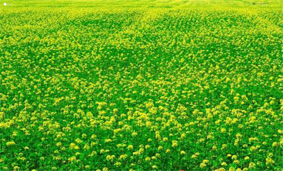 油菜種植時(shí)間和方法