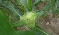 玉米雄穗和雌穗是什么，玉米先出穗還是先出棒