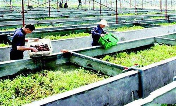 小龍蝦怎么養(yǎng)、需做哪些工作