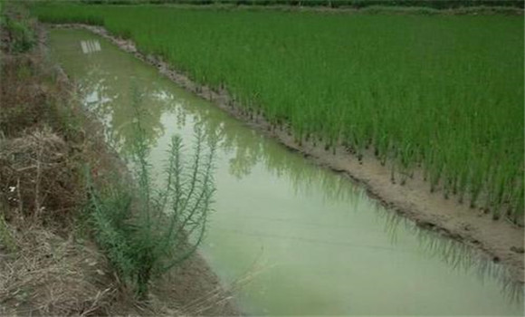 小龍蝦可以和稻田魚混養(yǎng)嗎？