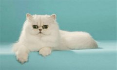 貓的種類有哪些，介紹世界那些著名的貓品種