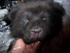 犬瘟熱的治療方法及其注意事項(xiàng) 用什么藥治療