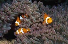 小丑魚的資料有哪些？