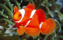 小丑魚是淡水魚嗎？