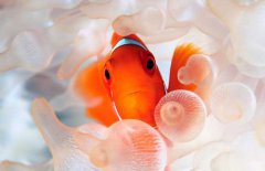 小丑魚怎么養(yǎng)？