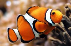 小丑魚好養(yǎng)嗎？