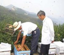 養(yǎng)蜂八月秋繁要注意些什么?