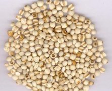 薏苡仁和薏米一樣嗎？ 薏苡仁和薏米的區(qū)別