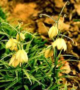 浙貝母種植技術與田間栽培管理方法