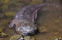 大鯢是什么動(dòng)物、是幾級(jí)保護(hù)動(dòng)物？