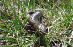 娃娃魚會不會咬人，娃娃魚吃什么食物？