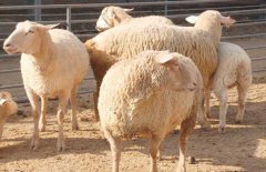 小尾寒羊是綿羊嗎？小尾寒羊養(yǎng)殖環(huán)境要求