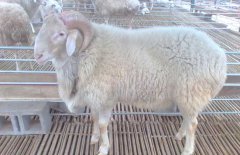 小尾寒羊的飼料配方(推薦)