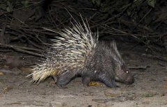 養(yǎng)豪豬要辦什么手續(xù)，豪豬養(yǎng)殖證件怎么辦？