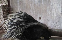 豪豬是幾級保護(hù)動物，豪豬刺掉了還會長嗎？