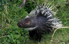 豪豬養(yǎng)殖是騙局嗎，豪豬的養(yǎng)殖優(yōu)勢有哪些？