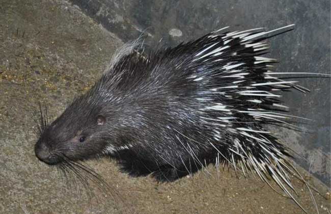 豪豬養(yǎng)殖方法