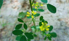 草木樨是什么植物？草木樨利用價(jià)值及利用方法