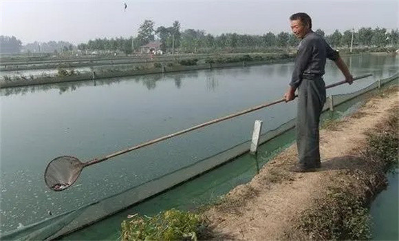 家養(yǎng)泥鰍養(yǎng)殖條件