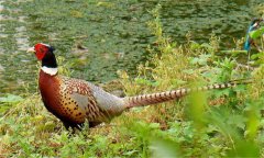 七彩山雞怎么養(yǎng)，野雞和七彩山雞的區(qū)別是什么